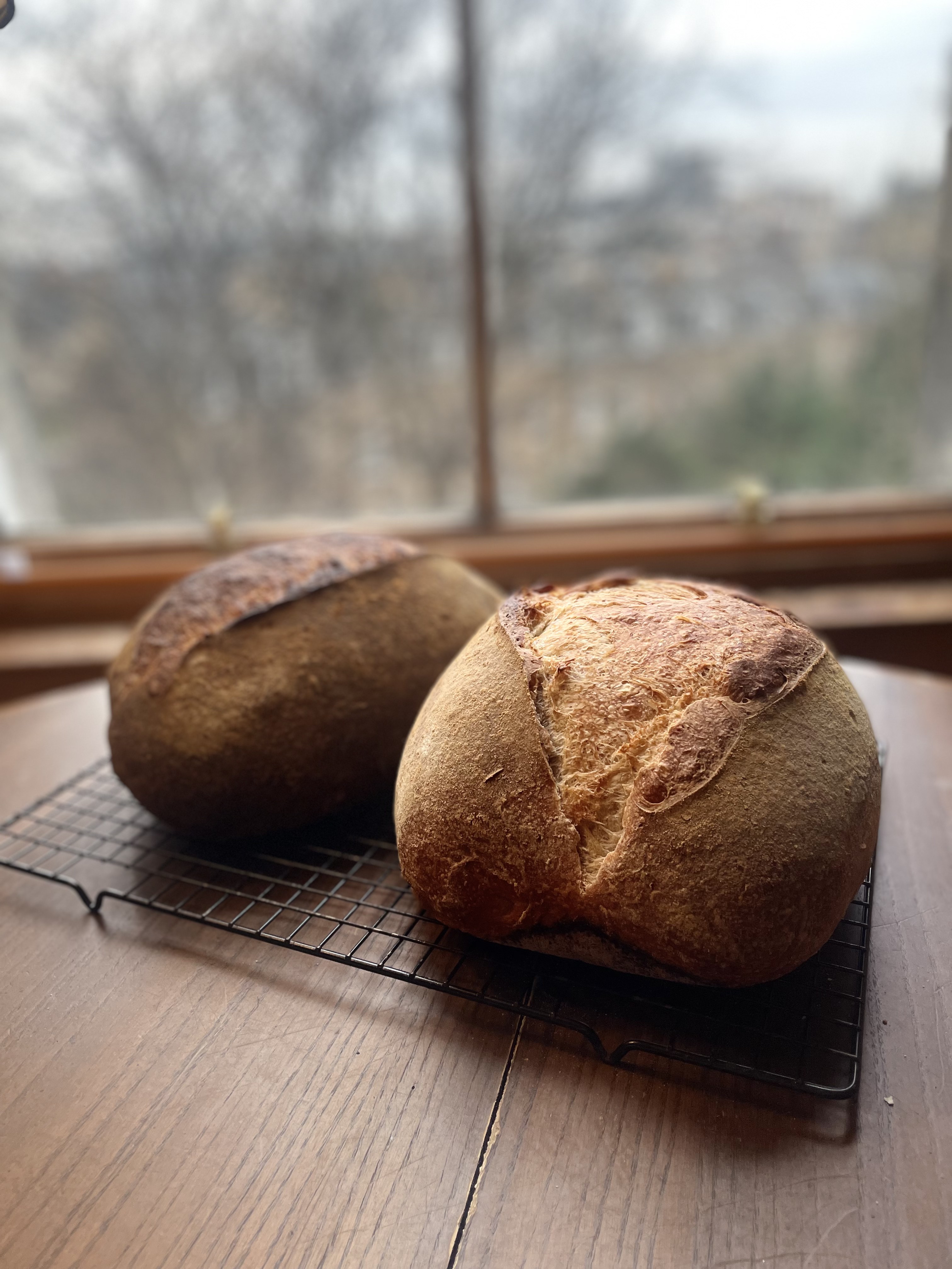 Baked sourdough loaf with golden crust and pronounced ear